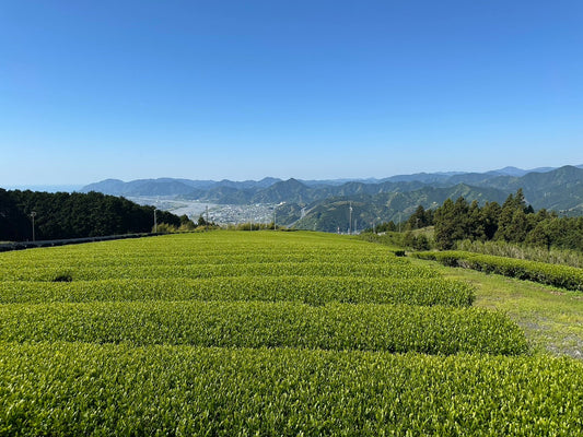 今年も、静岡県のお茶生産量が二位だそうです